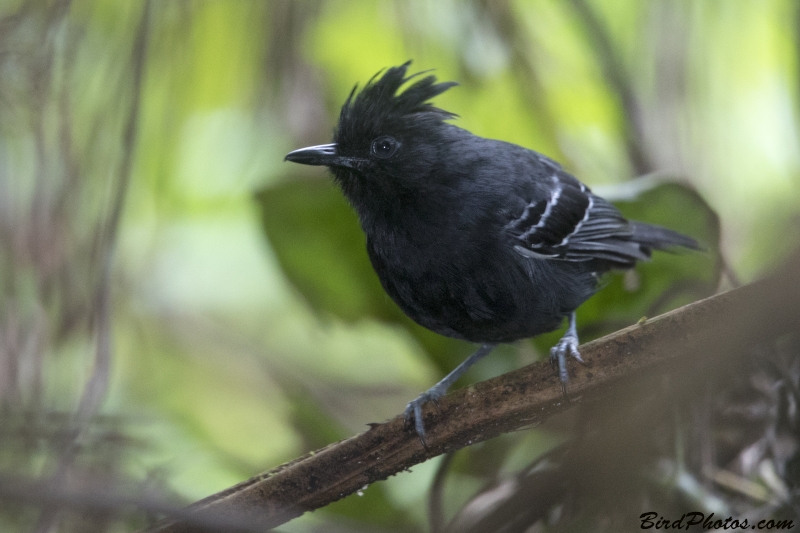 White-lined Antbird