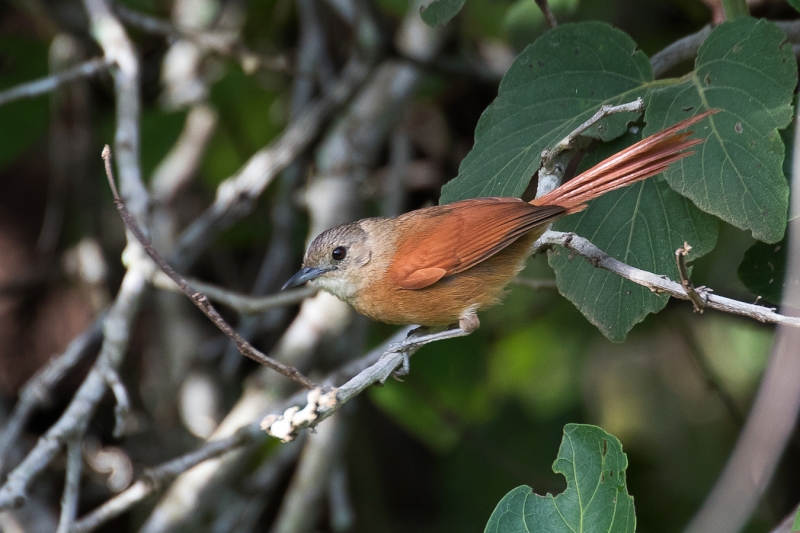 White-lored Spinetail