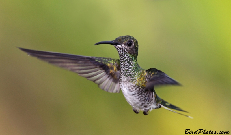 White-necked Jacobin