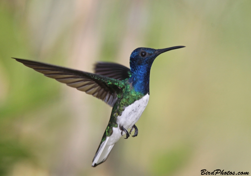 White-necked Jacobin