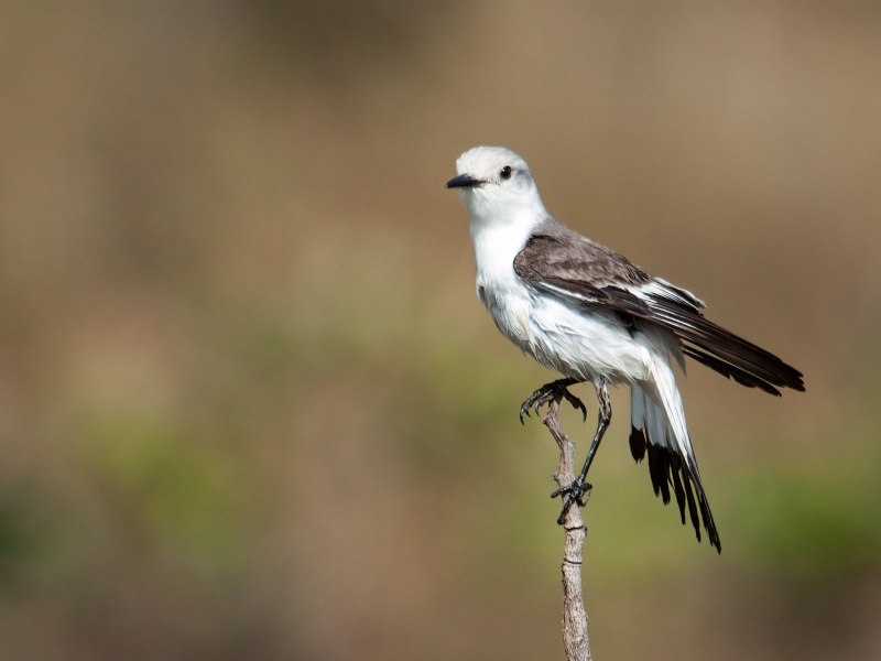 White-rumped Monjita