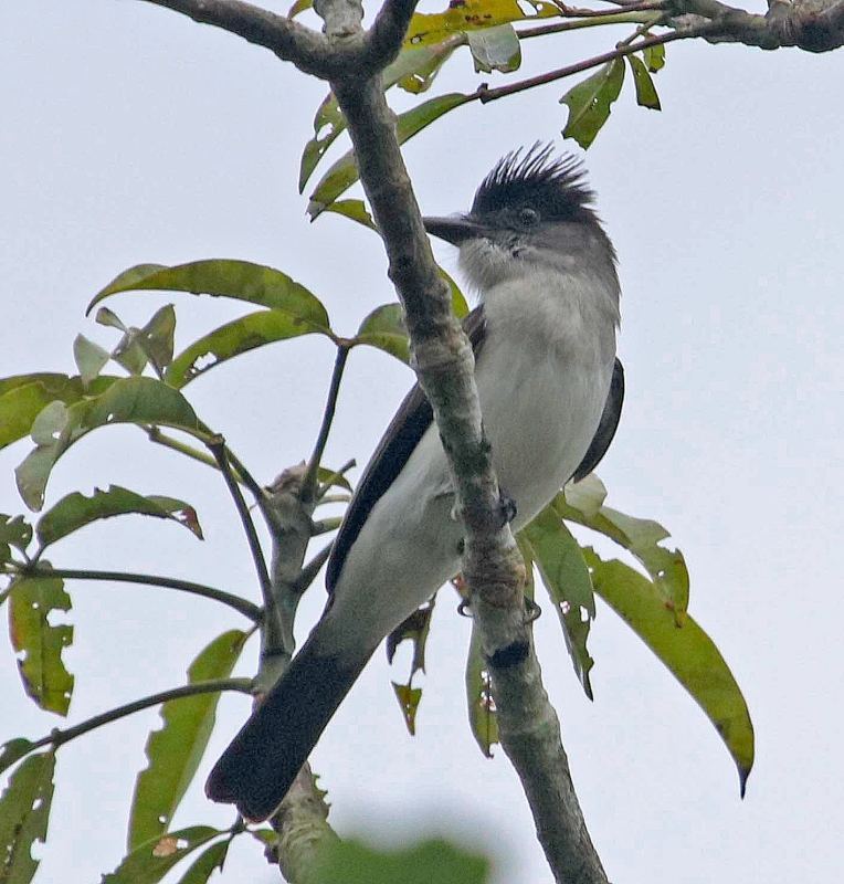 White-rumped Sirystes