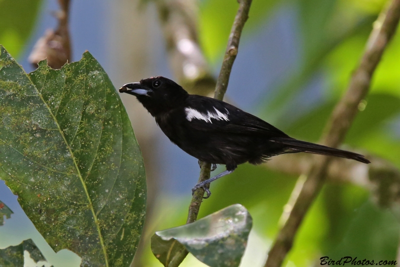 White-shouldered Tanager