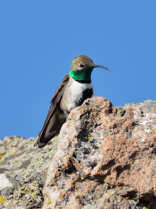 White-sided Hillstar