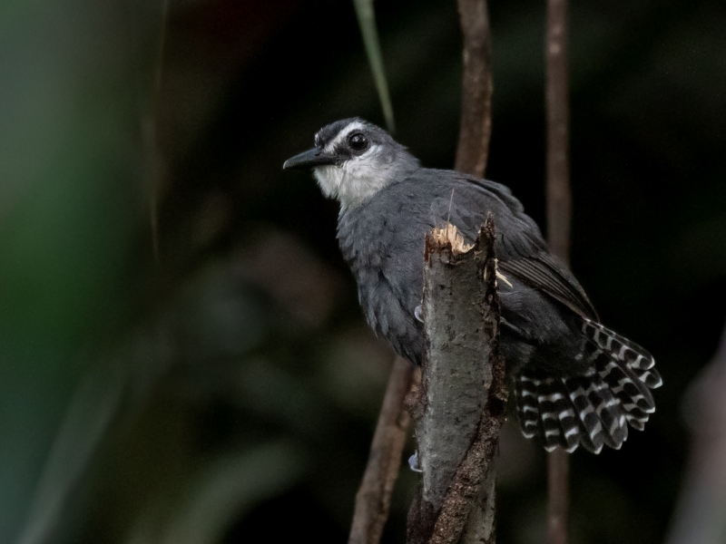 White-throated Antbird