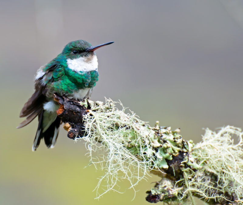 White-throated Hummingbird