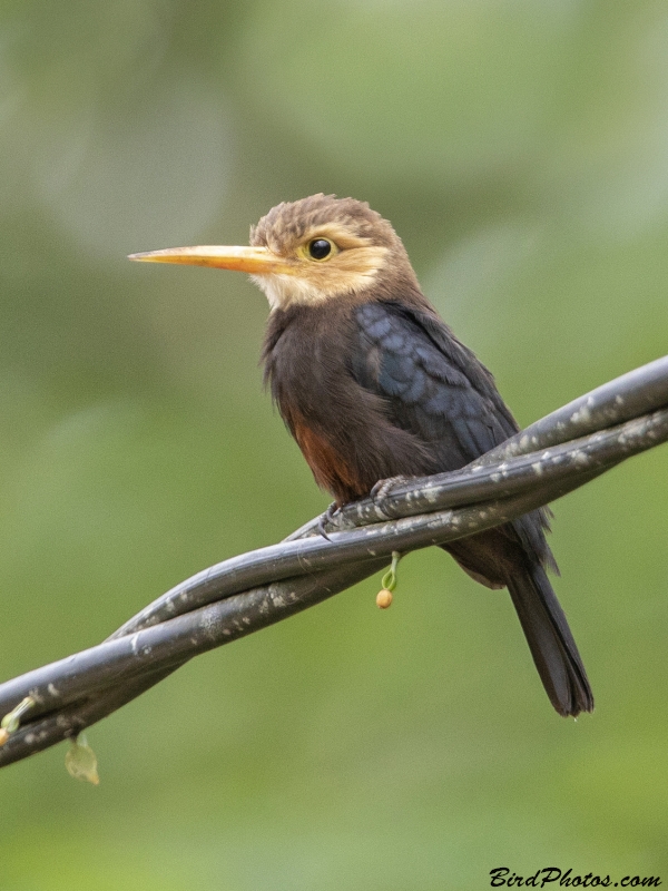 White-throated Jacamar