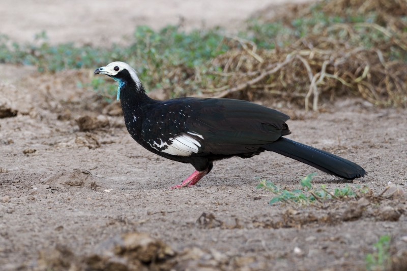 White-throated Piping Guan