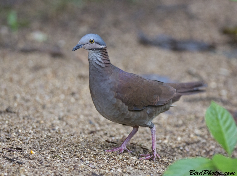 White-throated Quail-Dove