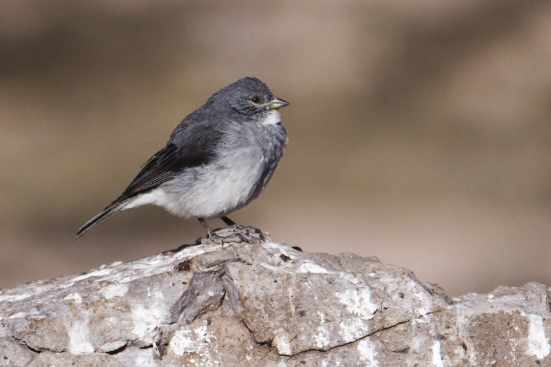 White-throated Sierra Finch