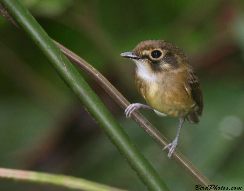 White-throated Spadebill