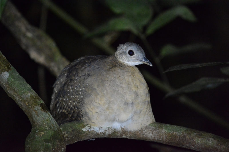 White-throated Tinamou