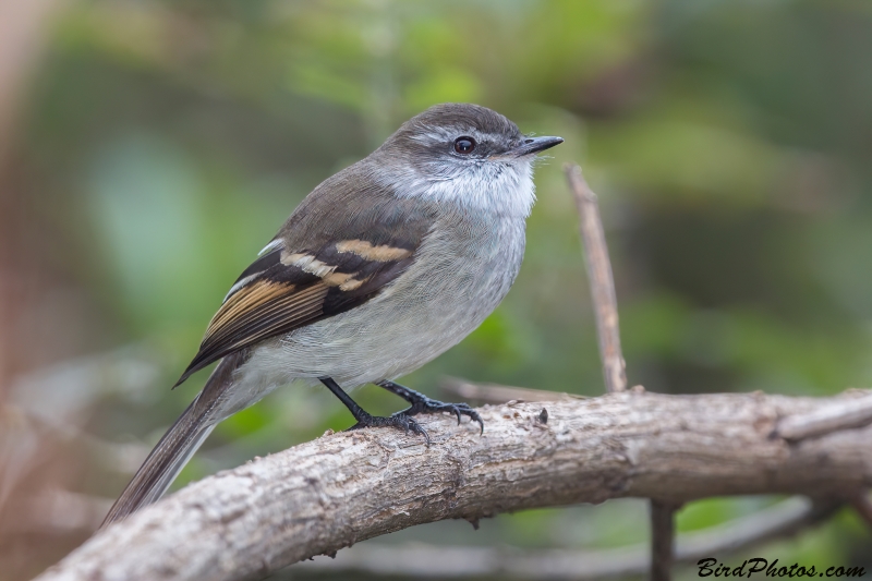 White-throated Tyrannulet