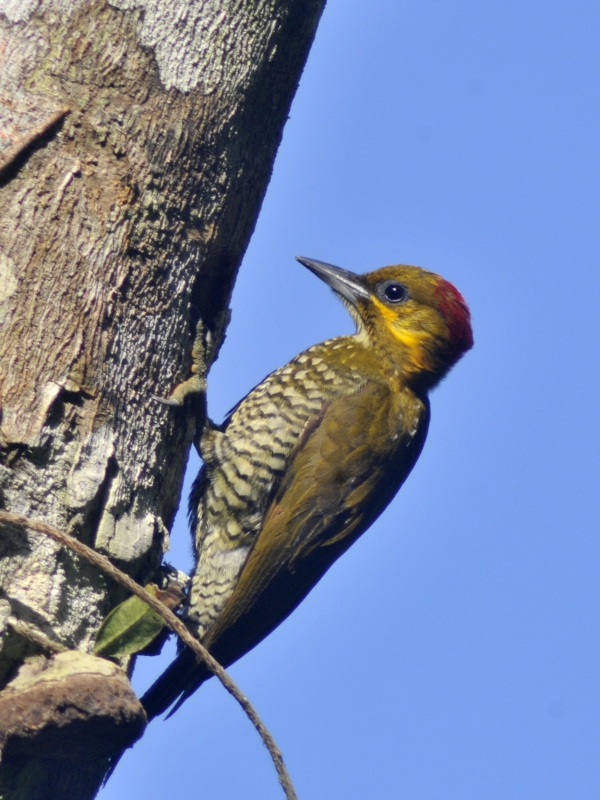 White-throated Woodpecker