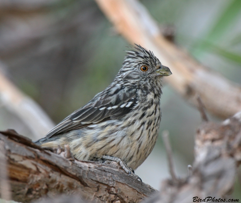 White-tipped Plantcutter