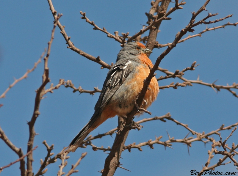 White-tipped Plantcutter