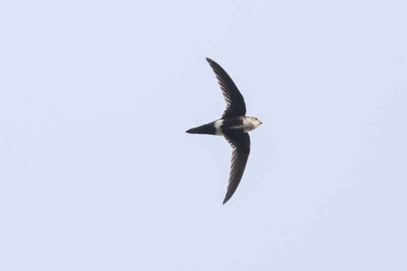 White-tipped Swift