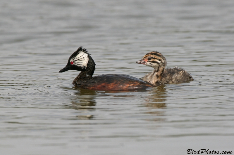 White-tufted Grebe