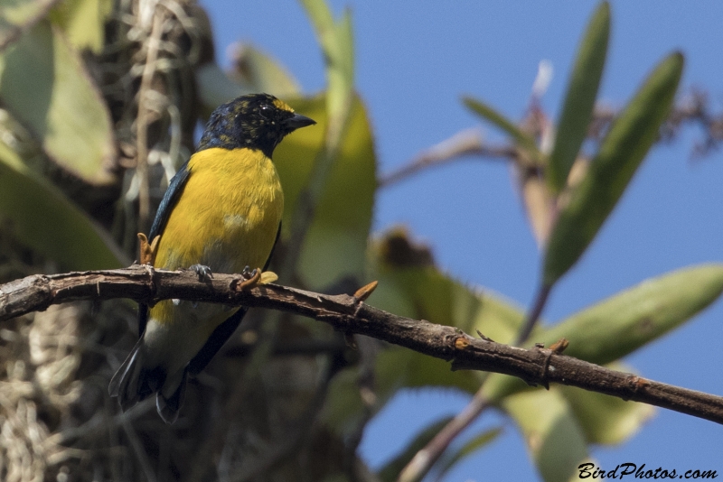 White-vented Euphonia