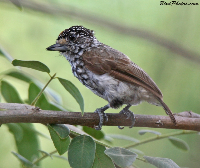 White-wedged Piculet