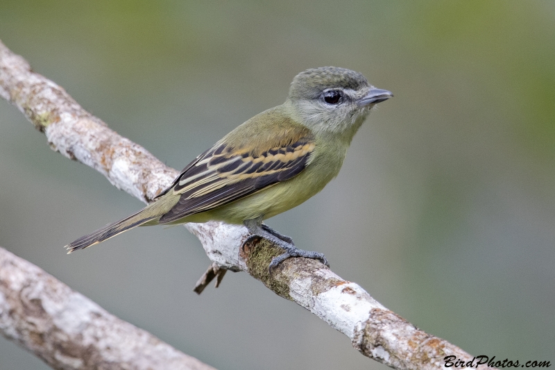 White-winged Becard