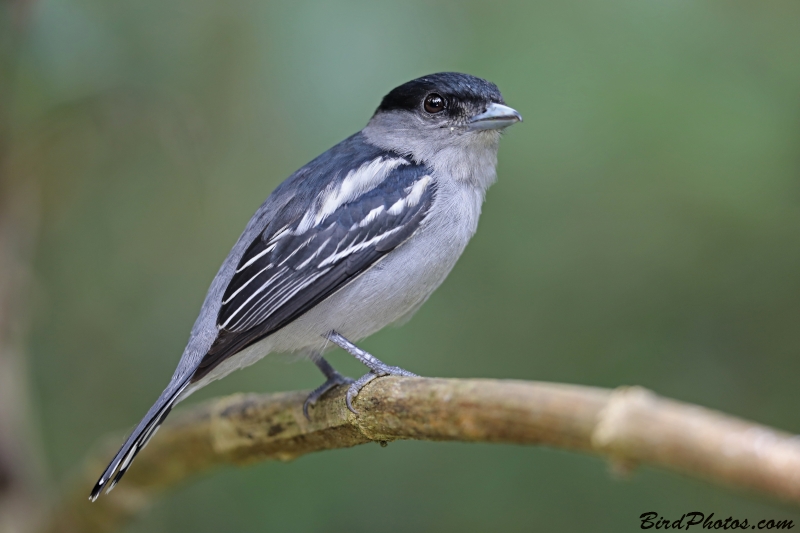 White-winged Becard