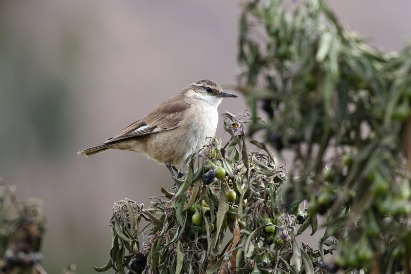 White-winged Cinclodes