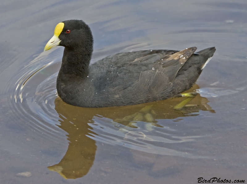 White-winged Coot