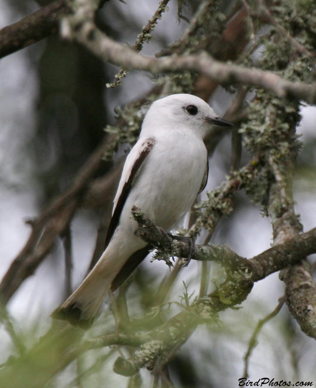 White Monjita