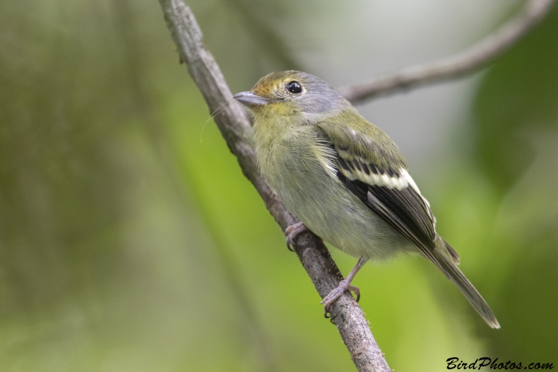 Wing-barred Piprites