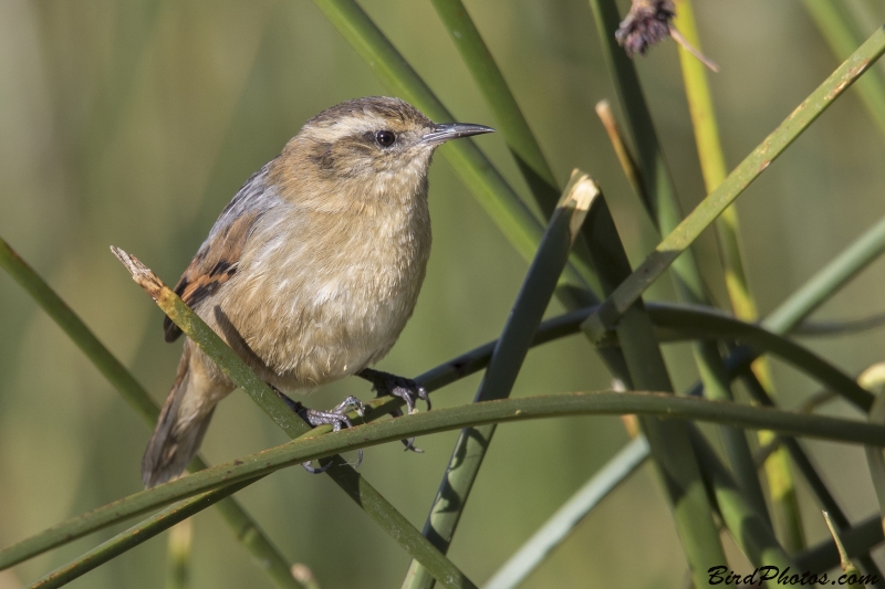 Wren-like Rushbird