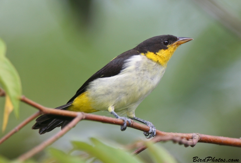 Yellow-backed Tanager