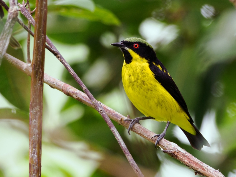 Yellow-bellied Dacnis