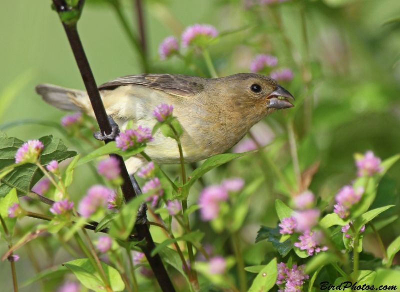 Yellow-bellied Seedeater