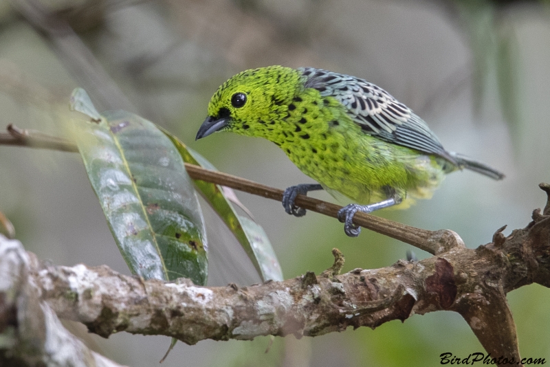 Yellow-bellied Tanager