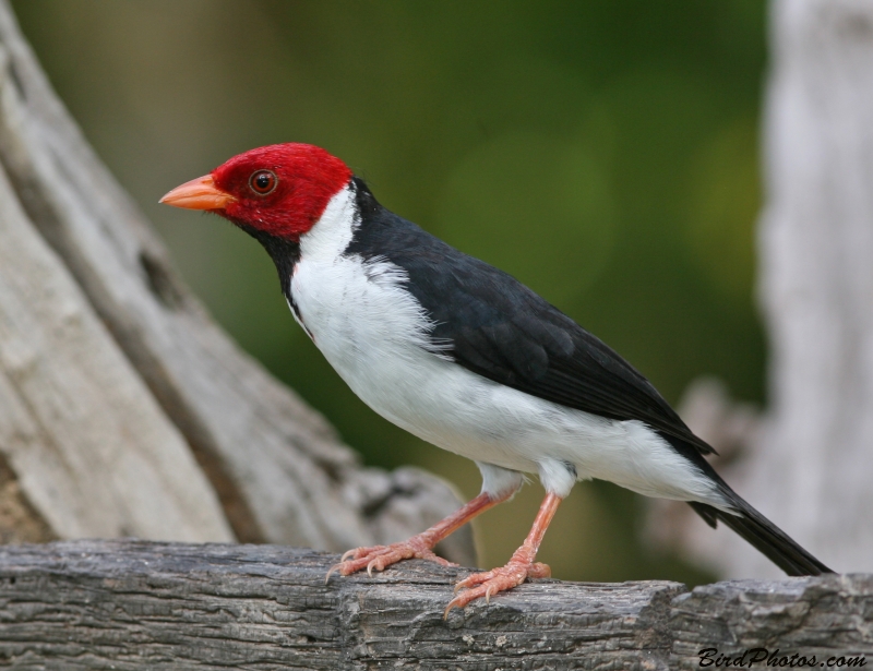 Yellow-billed Cardinal