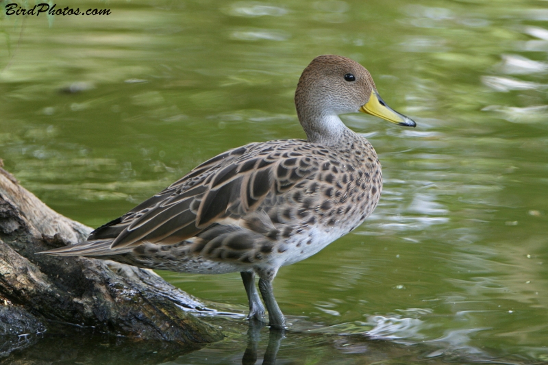 Yellow-billed Pintail