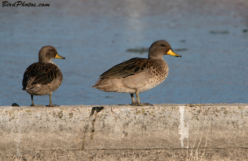 Yellow-billed Teal