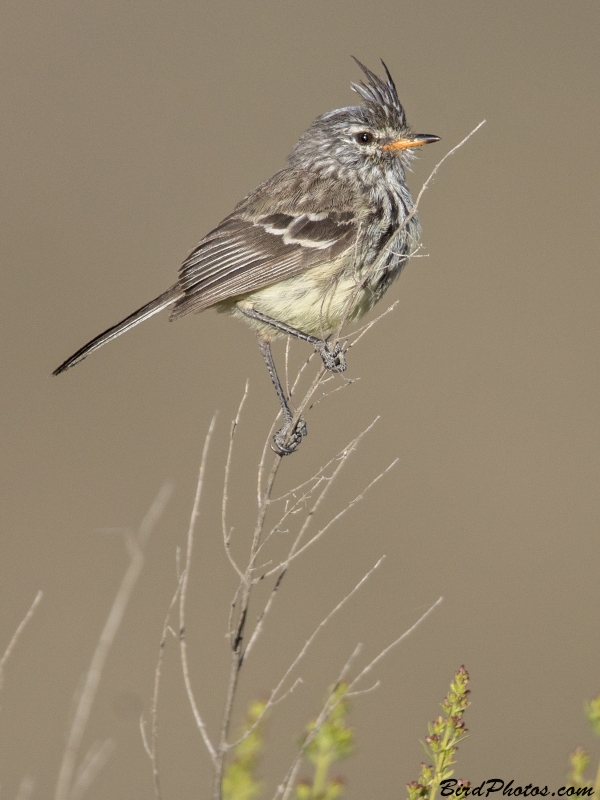 Yellow-billed Tit-Tyrant