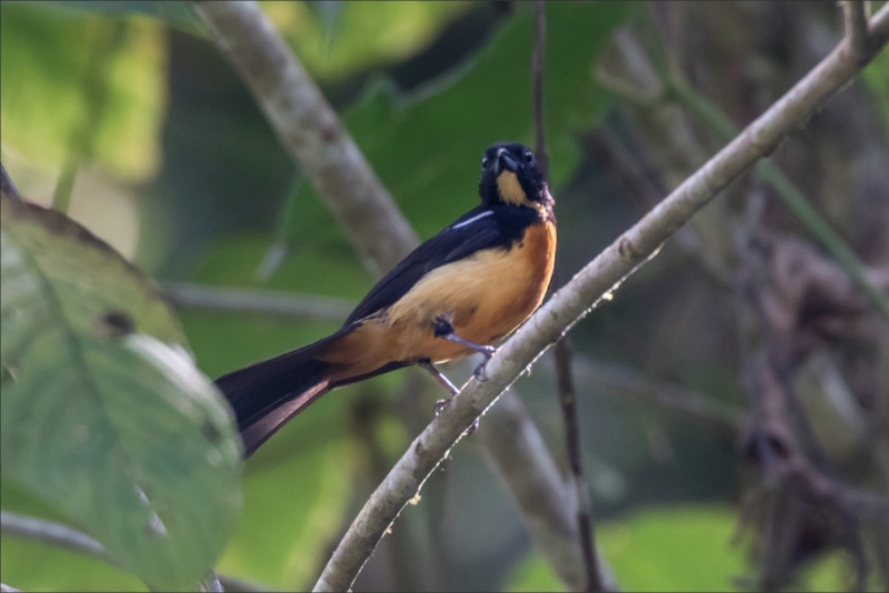 Yellow-crested Tanager