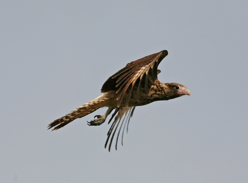 Yellow-headed Caracara