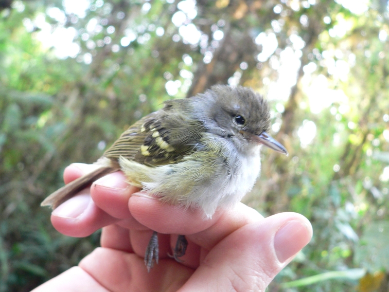 Yellow-rumped Antwren