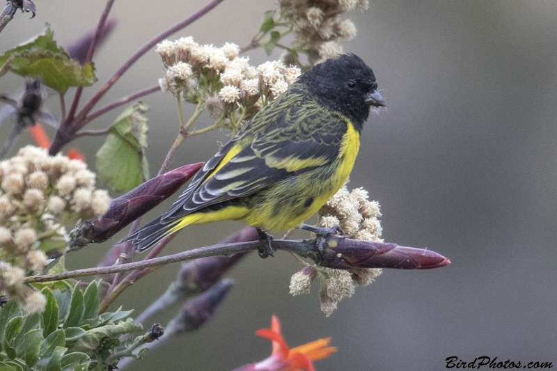 Yellow-rumped Siskin