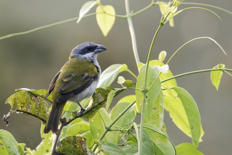 Yellow-shouldered Grosbeak