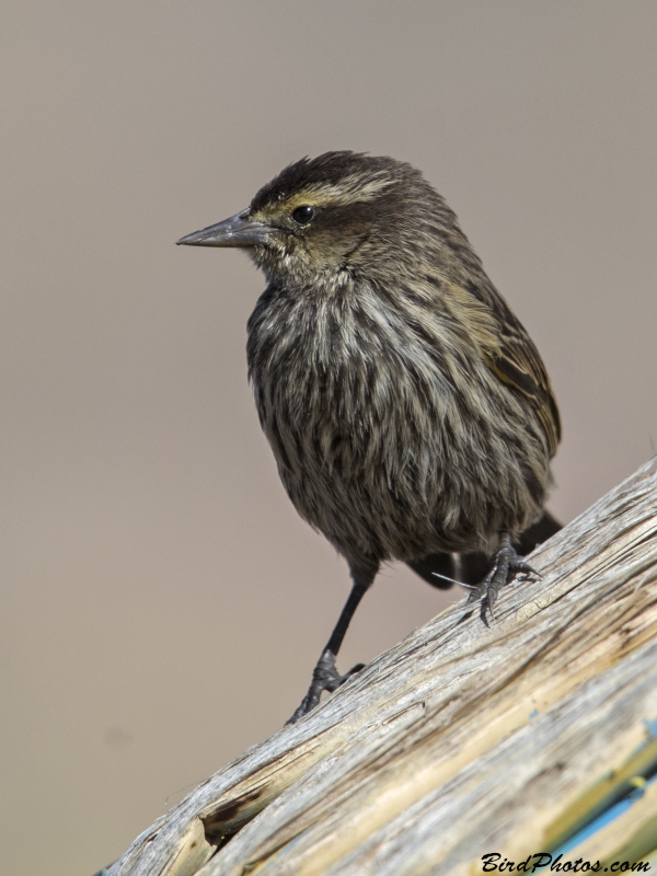 Yellow-winged Blackbird