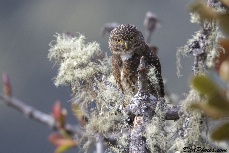 Yungas Pygmy Owl