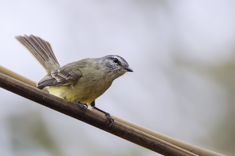 Yungas Tyrannulet