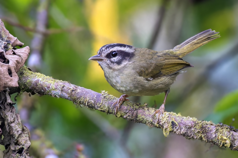 Yungas Warbler