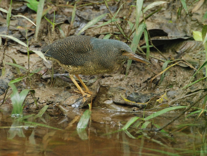 Zigzag Heron