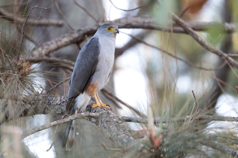 Bicolored Hawk